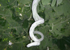 蛇瓜怎么做好吃？蛇瓜的做法大全