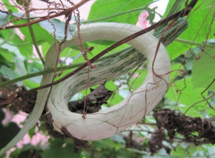 蛇瓜怎么做好吃？蛇瓜的做法大全