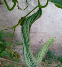 蛇瓜怎么做好吃？蛇瓜的做法大全