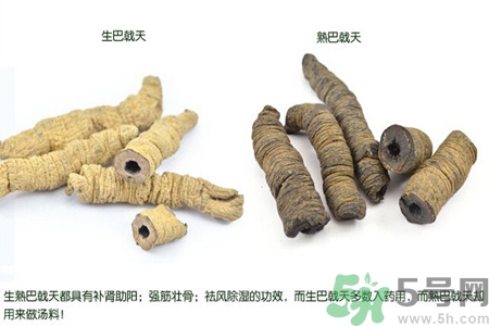 巴戟天的功效與作用及食用方法 巴戟天的功效與作用及食用方法