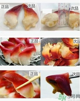 如何鑒別北極貝真假?北極貝和馬貝的區(qū)別 如何鑒別北極貝真假?北極貝和馬貝的區(qū)別