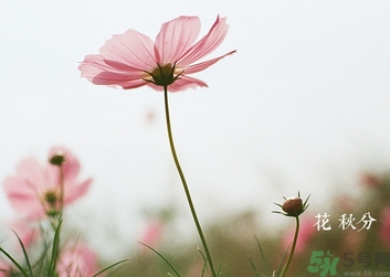 秋分還熱嗎？秋分注意事項(xiàng)