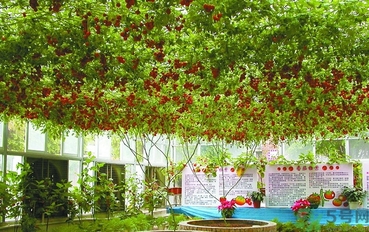 樹番茄怎么吃？樹番茄的功效作用