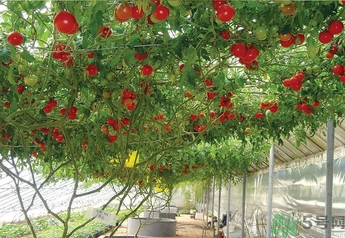 樹番茄怎么吃？樹番茄的功效作用