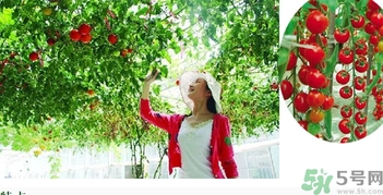 樹番茄怎么吃？樹番茄的功效作用