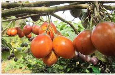 樹番茄怎么吃？樹番茄的功效作用