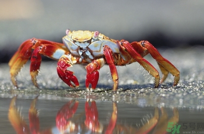 秋天吃海鮮好嗎？秋天吃什么海鮮好？