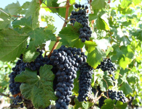 黑加侖皮能吃嗎？黑加侖皮的功效