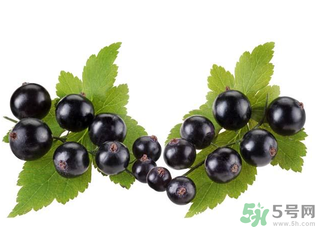 孕婦能吃黑加侖嗎？孕婦吃黑加侖好嗎？