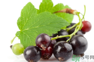 黑加侖是葡萄嗎？黑加侖和葡萄的區(qū)別