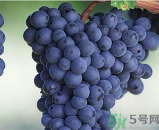 黑加侖是葡萄嗎？黑加侖和葡萄的區(qū)別