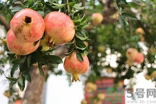 石榴可以榨汁嗎?石榴榨汁怎么榨 石榴可以榨汁嗎?石榴榨汁怎么榨