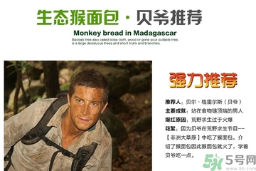 面包果怎么吃？面包果的功效