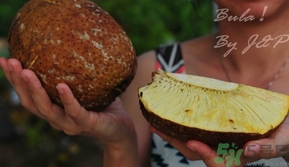 面包果怎么吃？面包果的功效