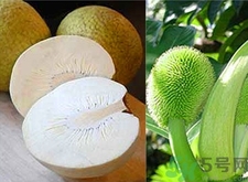 面包果怎么吃？面包果的功效