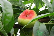 蟠桃是什么桃?蟠桃是哪里產(chǎn)的 蟠桃是什么桃?蟠桃是哪里產(chǎn)的