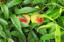 蟠桃是什么桃?蟠桃是哪里產(chǎn)的 蟠桃是什么桃?蟠桃是哪里產(chǎn)的