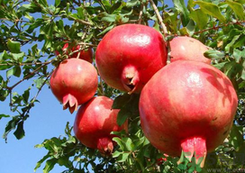 九月份吃什么水果？九月份吃什么水果好？