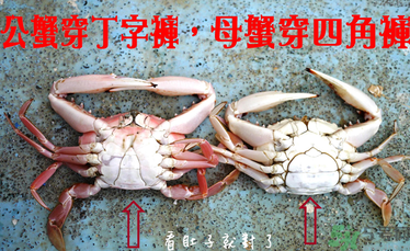 九月份吃公蟹還是母蟹？公蟹和母蟹哪個更好吃？