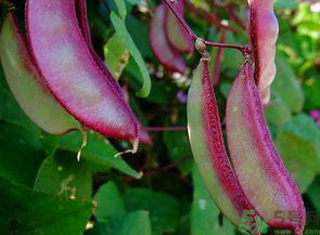 九月份吃什么蔬菜？適合九月份吃的蔬菜推薦