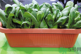 九月份吃什么蔬菜？適合九月份吃的蔬菜推薦