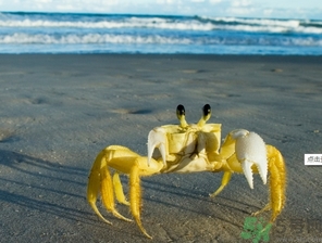 螃蟹可以帶上飛機(jī)嗎？螃蟹可以托運(yùn)嗎？