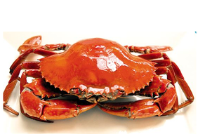 螃蟹什么季節(jié)最好吃？螃蟹幾月份吃最好？