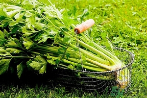 芹菜汁能去斑嗎？芹菜汁可以做面膜嗎？