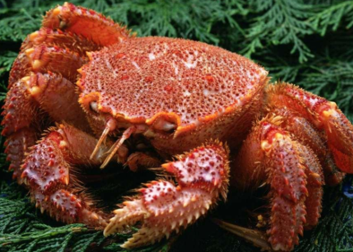 大閘蟹什么時(shí)候吃最好？吃大閘蟹的最佳時(shí)間