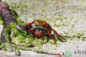 螃蟹怎么保存才新鮮？活螃蟹怎么保存過夜？