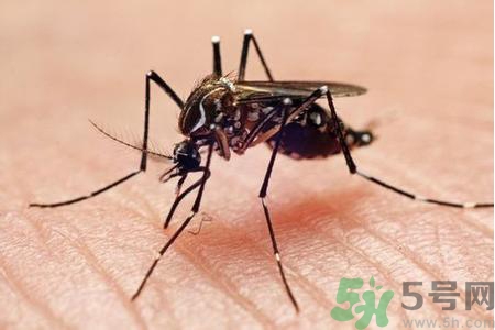 寨卡病毒是如何傳播的？寨卡病毒傳播途徑是什么？