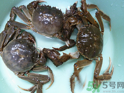 陽澄湖大閘蟹怎么保存？陽澄湖大閘蟹保存方法