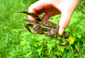 陽澄湖大閘蟹怎么保存？陽澄湖大閘蟹保存方法