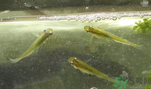 陽澄湖大閘蟹如何保鮮？陽澄湖大閘蟹保質(zhì)期