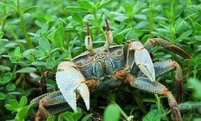 陽澄湖大閘蟹如何保鮮？陽澄湖大閘蟹保質(zhì)期