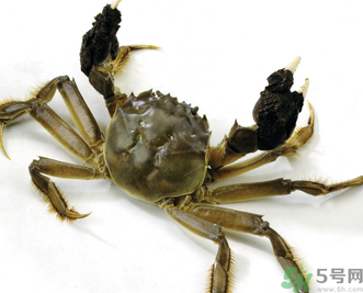 陽澄湖大閘蟹如何保鮮？陽澄湖大閘蟹保質(zhì)期