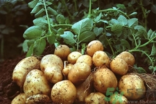 隔夜的土豆可以吃嗎？隔夜的土豆能不能吃？