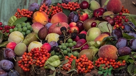 無(wú)籽葡萄是怎么回事?無(wú)籽葡萄是轉(zhuǎn)基因嗎