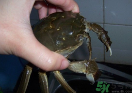 大閘蟹怎么洗？大閘蟹怎么洗才干凈？