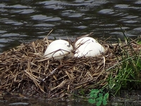 蘋(píng)果和鵝蛋能一起吃嗎?蘋(píng)果和鵝蛋一起吃好嗎