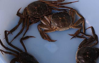 大閘蟹可以放冰箱嗎？大閘蟹放冰箱能活幾天？