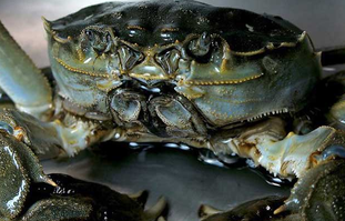 大閘蟹可以放冰箱嗎？大閘蟹放冰箱能活幾天？