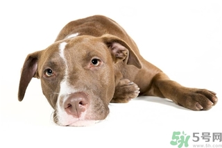 懶有什么壞處？懶有什么好處？