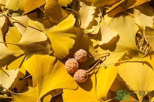 白果什么時候成熟？沒熟的白果能不能吃？