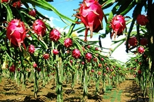 火龍果和牛奶可以一起吃嗎？火龍果的食用禁忌