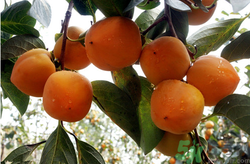 螃蟹和柿子一起吃了怎么辦？螃蟹和柿子一起吃有毒嗎？