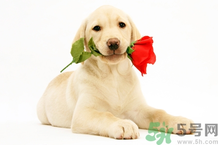 被狗咬了怎么辦？被狗咬傷的急救措施是什么？