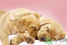 被狗咬出血怎么辦？被狗咬了沒出血怎么辦？