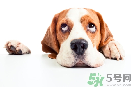 被狗咬出血怎么辦？被狗咬了沒出血怎么辦？