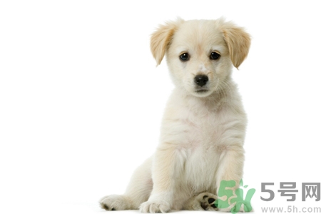 被狗咬出血怎么辦？被狗咬了沒出血怎么辦？